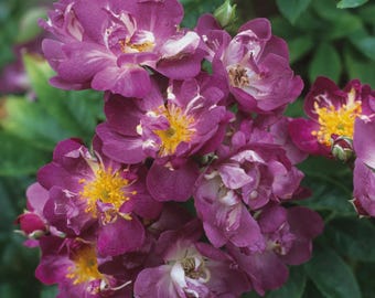 Veilchenblau Rambling Rose | Lila-Magenta Duftende Kletterpflanze | Krankheitsresistente 20 ft Pflanze