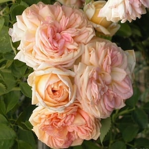 May include: Close-up of a cluster of peach-coloured roses with multiple layers of petals. The roses have a soft texture and are surrounded by green leaves. The blooms vary in colour from pale peach to a deeper pink.