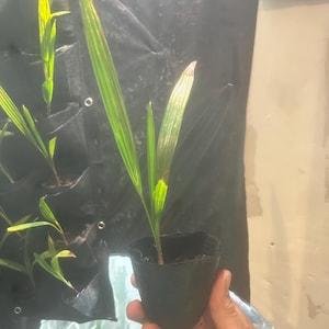 May include: A young palm tree seedling in a small black plastic pot. The plant features long, green leaves with yellowed tips. The pot is held in a hand, with other seedlings visible in the background. The background is a dark, textured surface.