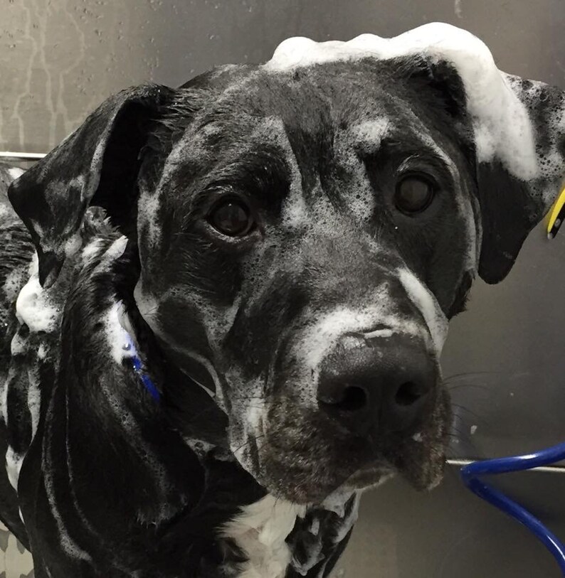 EcoFriendly Pet Shampoo Etsy