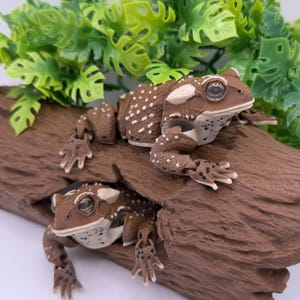May include: Two articulated brown and white plastic toad figures with textured skin and glossy eyes. One toad sits on top of a brown textured log, while the second toad is positioned inside a hollow opening in the center of the same brown log.