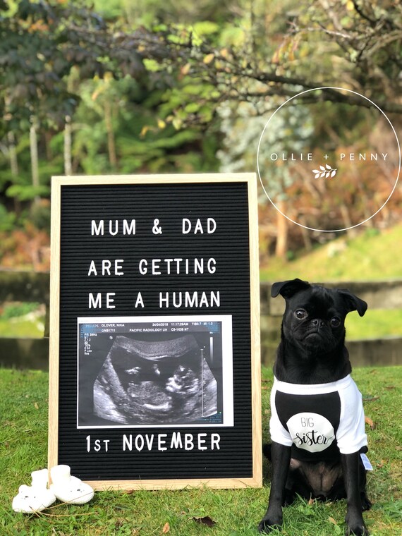 Big Sister Dog Shirt Baby Announcement Dog Big Brother Etsy