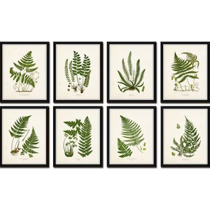 Vintage Ferns Print Set No. 34, Giclee, Botanical Art, Botanical Print Set, Vintage Fern Prints, Antique Fern Prints, Vintage Botanical Art