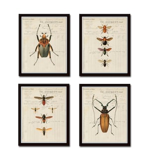 French Insect Study Print Set No. 2, Print Sets, Insect Art, Nature Art, Collage, Wall Art, Gallery Wall, Boys Room Art, French Decor