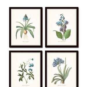 Blue Botanical Print Set No. 7 Redoute Botanical Prints Art Giclee Botanical Prints Illustration Wall Art Flower Prints Blue Flower Prints