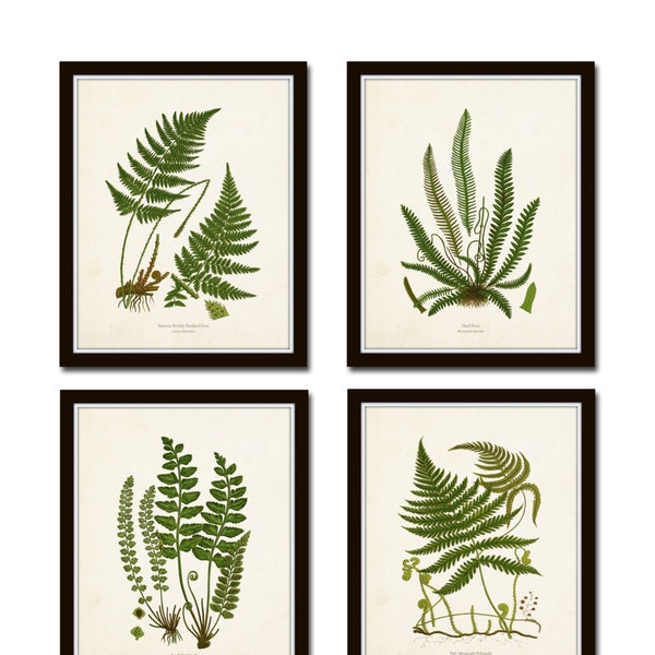 Vintage Fern Print Set No. 32, Giclee, Collage, Botanical Art, Print Sets, Vintage Fern Prints, Illustration, Vintage Botanicals, Art Print