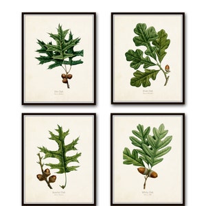 Oak Leaf Botanical Print Set No. 2, Botanical Prints, Antique Botanical, Vintage Botanical Art, Giclee, Print Set, Woodland Decor, Cabin Art