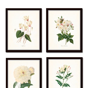 Redoute White Botanicals Print Set No. 2, Giclee, Art Prints, Antique Botanical Prints, Wall Art, Prints, Rose, Peony, White Flower Prints