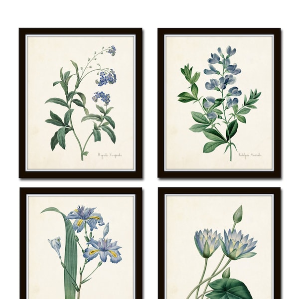 Botanical Print Set, Redoute Botanical Prints, Art Prints, Giclee, Blue Botanical Prints, Gallery Wall Art, Wall Art, Blue Flower Prints