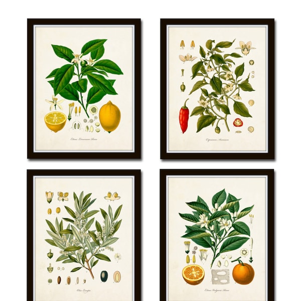 Vintage Fruit Print Set No. 20, Kohler Fruit Prints, Botanical Prints, Vintage Botanical Art, Lemon Print, Olive, Giclee, Art, Kitchen Art