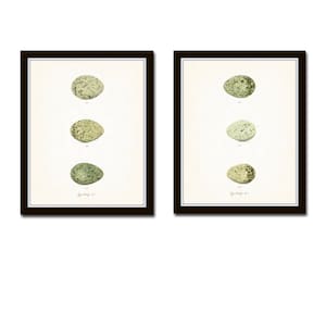 Vintage Egg Study, Print Set, Giclee, Wall Art, Antique Egg Prints, Vintage Bird Egg Prints, Antique Bird Art, Eggs, Bird Eggs