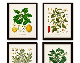 Vintage Fruit Print Set No. 20, Kohler Fruit Prints, Botanical Prints, Vintage Botanical Art, Lemon Print, Olive, Giclee, Art, Kitchen Art