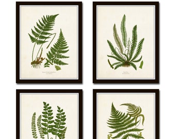 Vintage Fern Prints Set No. 32, Giclee, Vintage Botanical Art, Print Sets, Vintage Fern Prints, Wall Art, Antique Fern Prints, Home Decor