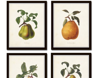 French Pear Print Set No. 1, Giclee, Art, Collage, Botanical Art, Print Sets, Vintage Fruit Prints, Illustration, Kitchen Art, Collage