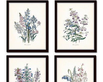 Fleurs de Jardin Print Set No. 12, Botanical, Print Set, Wall Art,  Giclee, Art, Botanical Prints, Flower Prints, Collage, Illustration