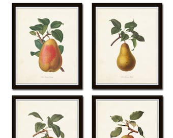 French Pear Print Set No. 2, Giclee, Wall Art, Botanical Art, Vintage Fruit Prints, French Fruit Prints, Antique Fruit Prints, Kitchen Art