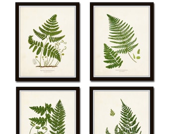 Vintage Fern Print Set No. 33, Giclee, Art, Collage, Botanical Art, Print Sets, Vintage Fern Prints, Botanical Prints, Woodland Art