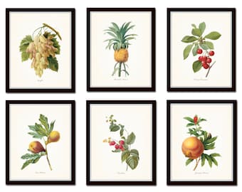Antique Fruit Prints Set No. 2, Redoute, Fruit Prints, Gallery Wall Art, Giclee,  French Fruit Prints, Kitchen Art, Kitchen Decor