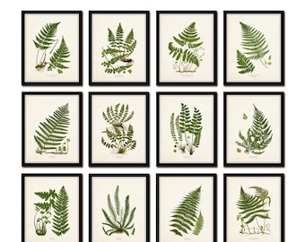 Vintage Ferns Print Set No. 35, Giclee, Botanical Art, Antique Fern Prints, Vintage Fern Prints, British Fern Prints, Home Decor, Wall Art