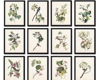 Audubon Birds Print Set No. 25, Botanical Prints, Vintage Bird Prints, Bird Art, Giclee, Wall Art, Audubon Bird Prints, Gallery Wall Art