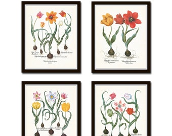 Antique Tulips Print Set No. 1, Botanical Prints, Botanical Art, Giclee, Tulip Print, Vintage Botanicals, Besler, Art Print, Flower Prints