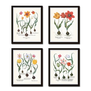 Antique Tulips Print Set No. 1, Botanical Prints, Antique Botanical Art, Giclee, Tulip Print, Vintage Botanical Art, Flower Art