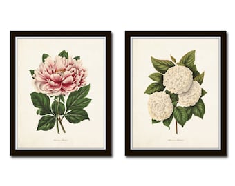 Peony and Viburnum Botanical Print Set, Botanical Art, Vintage Botanical Prints, Peony Print, Giclee, Wall Art, Home Decor