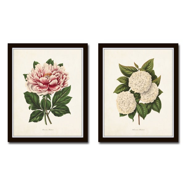 Peony and Viburnum Botanical Print Set, Botanical Art, Botanical Prints, Peony Print, Giclee, Wall Art, Art Prints, Wall Decor, Hydrangea