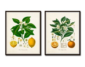 Vintage Fruit Print Set No. 21, Citrus Fruit Prints, Vintage Botanical Prints, Vintage Botanical Art, Lemon Print, Orange Print, Kitchen Art