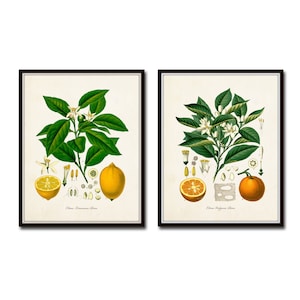 Vintage Fruit Print Set No. 21, Citrus Fruit Prints, Vintage Botanical Prints, Vintage Botanical Art, Lemon Print, Orange Print, Kitchen Art