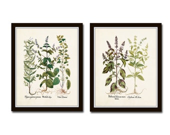 May include: Two framed botanical prints featuring illustrations of different types of basil. The prints are on a white background with black frames. The first print shows three types of basil:  'Hyssopus officinalis planta', 'Mentha-Calefax', and 'Vitex-Domini'. The second print shows two types of basil: 'Ocimum basilicum maximum latifolium' and 'Ocimum Basilicum'.