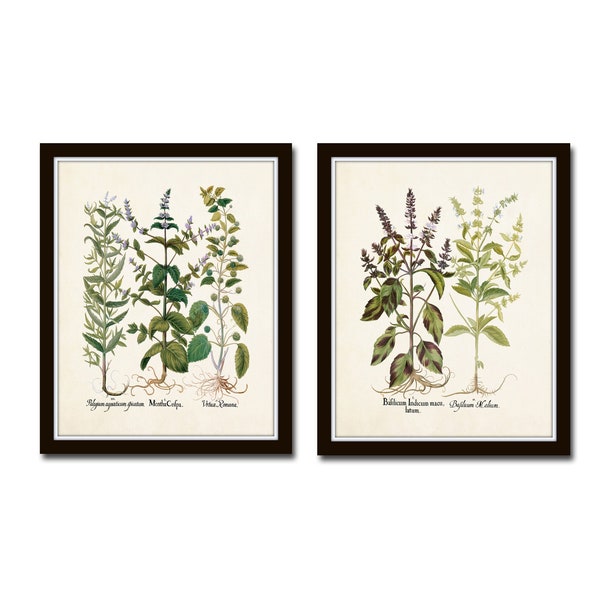 Antique Herbs Print Set No. 33, Vintage Herb Prints, Botanical Prints, Giclee, Wall Art, Kitchen Art