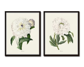 White Peony Botanical Print Set, Vintage Botanical Art, French Botanical Prints, Peony Print, Giclee, Wall Art, White Flower Art