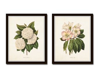 Botanical Print Set, Botanical Art, Botanical Prints, Wall Decor, Farmhouse Art, Giclee, Wall Art, Art Prints, Wall Decor