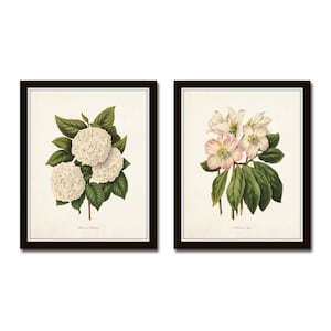 Botanical Print Set, Botanical Art, Botanical Prints, Wall Decor, Farmhouse Art, Giclee, Wall Art, Art Prints, Wall Decor