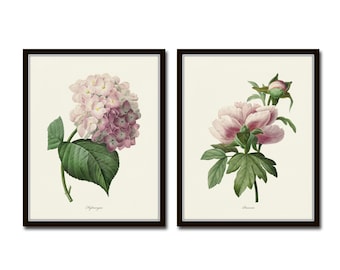 Pink Peony and Pink Hydrangea Botanical Print Set, Botanical Art, Botanical Prints, Peony Print, Giclee, Wall Art