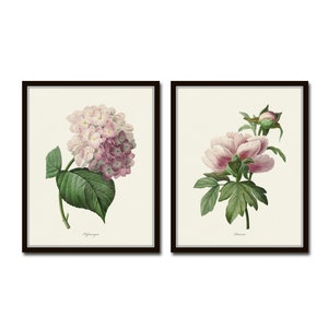 Pink Peony and Pink Hydrangea Botanical Print Set, Botanical Art, Vintage Botanical Prints, Home Decor, Giclee, Wall Art