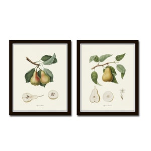 Vintage Pears Print Set, Pear Prints, Wall Decor, Vintage Fruit Prints, Botanical Print Sets, Botanical Art, Giclee Art Prints, Kitchen Art