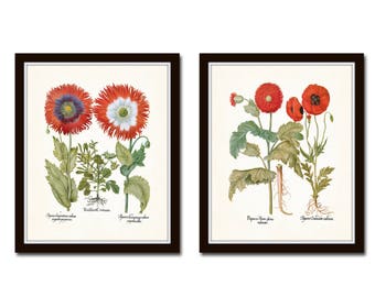 Red Poppy Botanical Print Set, Botanical Prints, Botanical Art, Giclee, Botanical Art, Wall Art, Art Prints, Besler, Prints, Flower Prints