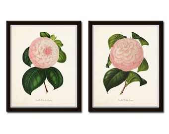 French Camellia Print Set No. 13, Botanical Print Set, Botanical Art, Botanical Prints, Camellia, Giclee, Wall Art, Vintage Botanical Prints