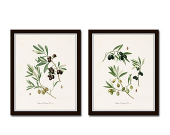 Antique Olive Print Set No. 2, Botanical Art, Botanical Prints, Kitchen Art, Giclee, Botanical Print Sets, Wall Art, Prints, Farmhouse Art