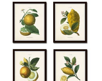 French Citrus Prints No. 1, Botanical Prints, Botanical Print Set, Giclee, Lemon Prints, Gallery Wall Art, Farmhouse Decor, Kitchen Art