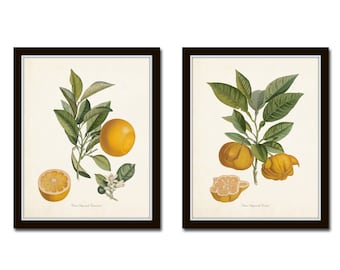 Vintage Citrus Print Set No. 5, Giclee, Antique Botanical, Citrus Prints, Vintage Fruit Prints, Wall Art, Kitchen Art, Antique Orange Prints