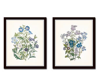 BOTANICAL ART 【import品】 Botanical Print Set No. 27, Blue Flowers, Giclee, Art Prints