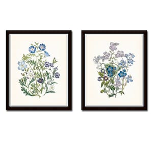 Botanical Print Set No. 27, Blue Flowers, Giclee, Art Prints, Botanical Print, Wall Art, Vintage Botanical, Wildflower Prints, Flower Prints