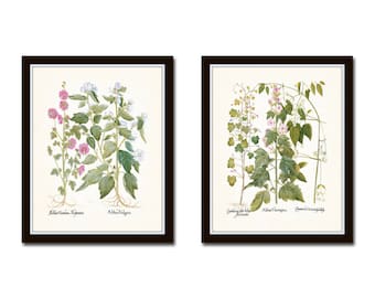 Botanical Print Set No. 75, Botanical Prints, Botanical, Giclee, Vintage Botanical, Prints, Farmhouse Decor, Botanical Art, Wall Art