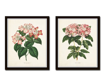 Botanical Print Set No. 11, Botanical Art, Botanical Prints, Hydrangea Print, Giclee, Wall Art, Art Prints, Wall Decor, Botanical Print Sets