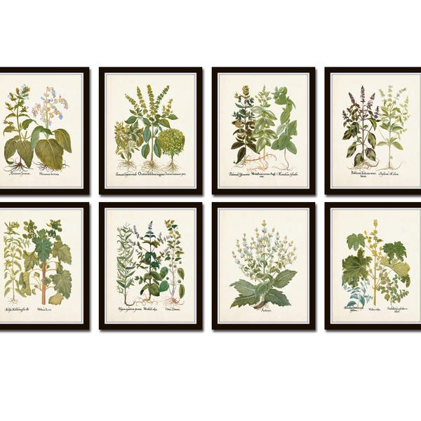 Botanical Print Set No. 31, Herb Prints, Botanical Prints, Botanical Art, Botanical Print Set, Kitchen Art, Giclee, Art Prints, Antique Herb