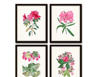 Pink Botanical Print Set No. 10, Art Prints, Botanical Print Set, Botanical Art, Botanical Prints, Giclee, Wall Art, Botanical Art