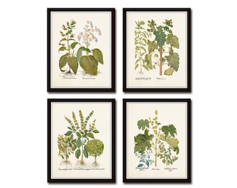 Botanical Print Set No. 30, Herb Prints, Botanical Prints, Botanical Art, Botanical Print Set, Kitchen Art, Giclee, Art Prints, Antique Herb